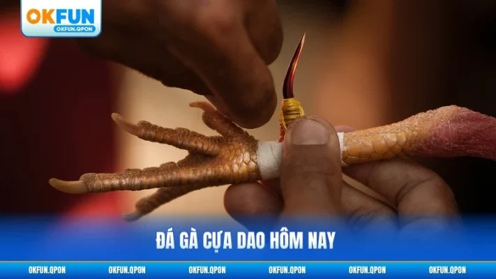 Đá gà cựa dao